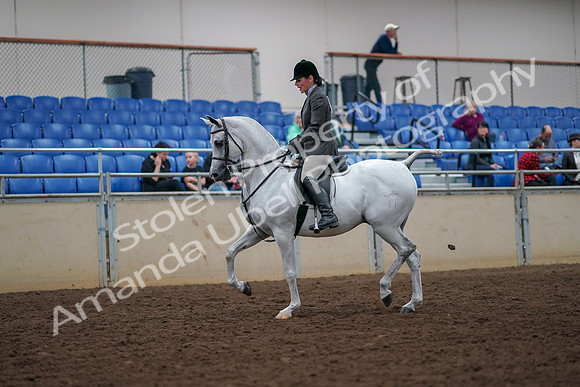 2019 Morgan Horse Show - Aug 30, 2019 - 17261