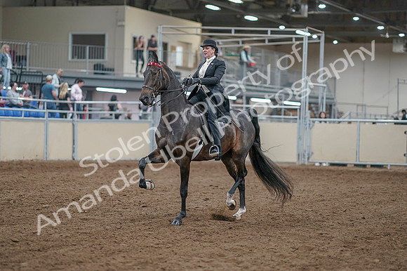 2020 - AB Morgan Horse - Fri, Sept 04 - 11110