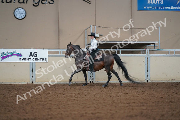 2019 Morgan Horse Show - Aug 30, 2019 - 16830