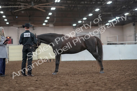 2019 Morgan Horse Show - Aug 31, 2019 - 02045