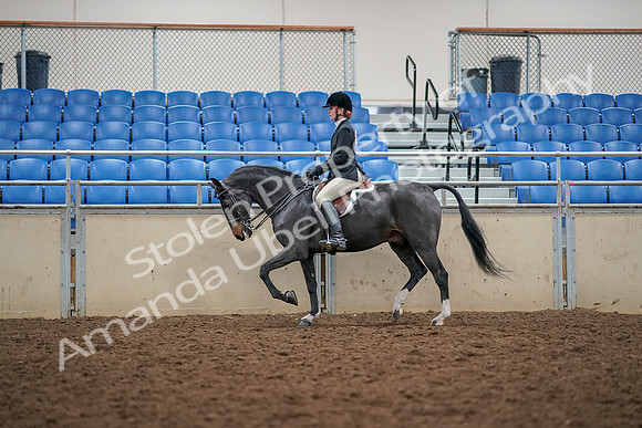 2019 Morgan Horse Show - Aug 30, 2019 - 23115