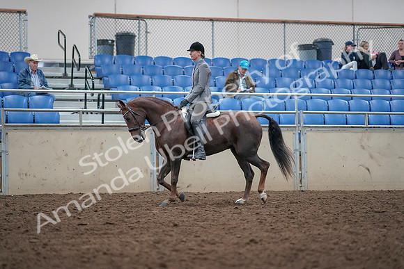 2019 Morgan Horse Show - Aug 31, 2019 - 14751