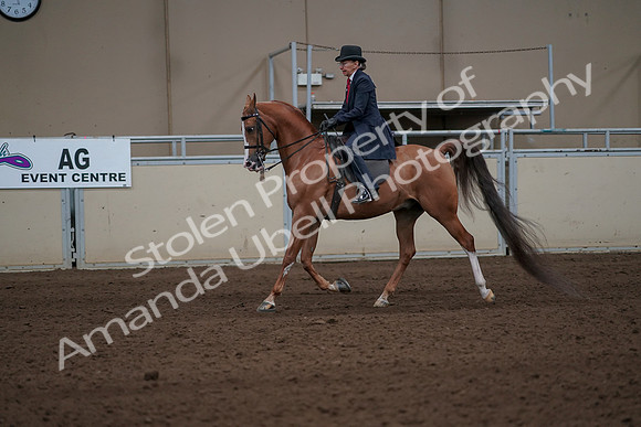 2019 Morgan Horse Show - Sept 01, 2019 - 11914