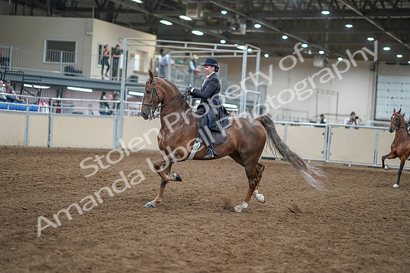 2020 - AB Morgan Horse - Fri, Sept 04 - 11274