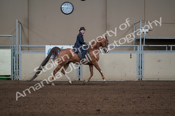 2019 Morgan Horse Show - Sept 01, 2019 - 12053