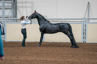 2020 - AB Morgan Horse - Sat, Sept 05 - 00048