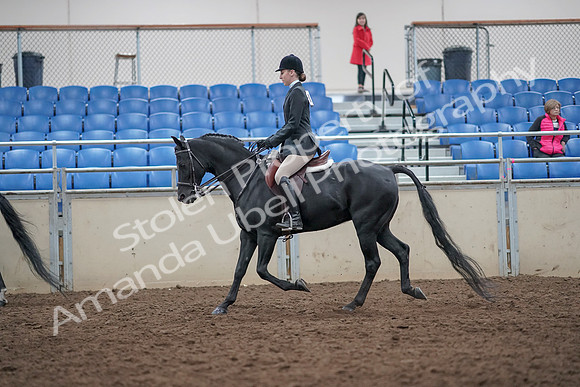 2019 Morgan Horse Show - Aug 31, 2019 - 17140