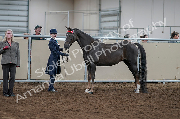 2020 - AB Morgan Horse - Fri, Sept 04 - 00882
