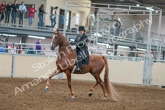 2020 - AB Morgan Horse - Sat, Sept 05 - 07968