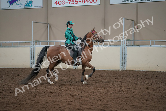 2019 Morgan Horse Show - Aug 30, 2019 - 30643
