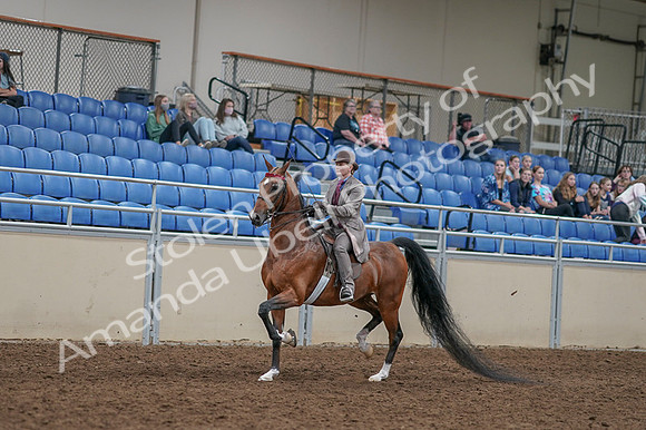 2020 - AB Morgan Horse - Fri, Sept 04 - 11361