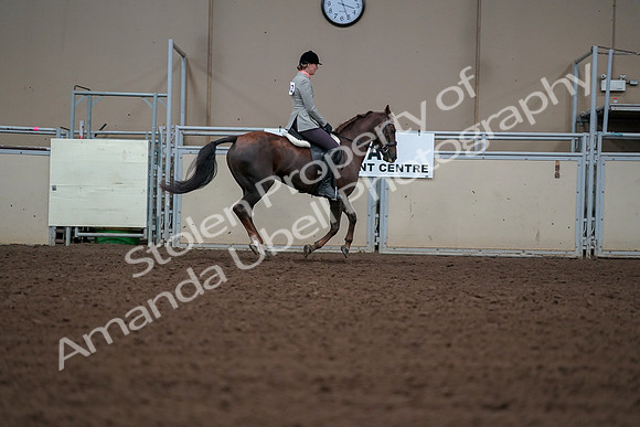 2019 Morgan Horse Show - Aug 30, 2019 - 18574