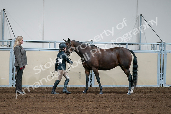 2020 - AB Morgan Horse - Fri, Sept 04 - 00783