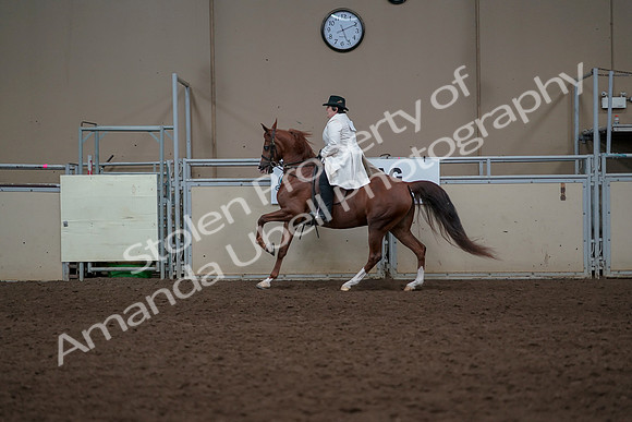 2019 Morgan Horse Show - Aug 31, 2019 - 17922