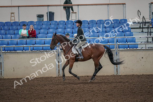 2019 Morgan Horse Show - Aug 31, 2019 - 05042