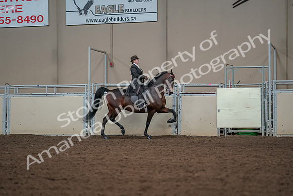 2019 Morgan Horse Show - Aug 30, 2019 - 28116