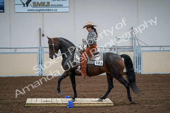 2020 - AB Morgan Horse - Fri, Sept 04 - 00070