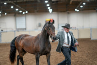 2020 - AB Morgan Horse - Fri, Sept 04 - 08565