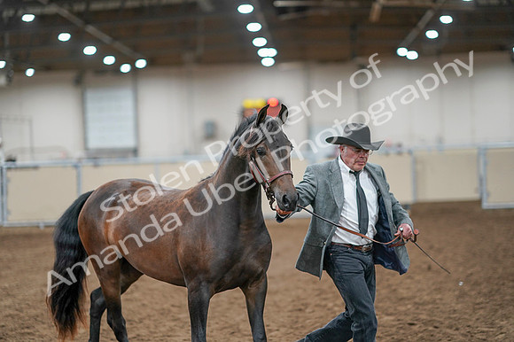 2020 - AB Morgan Horse - Fri, Sept 04 - 08565