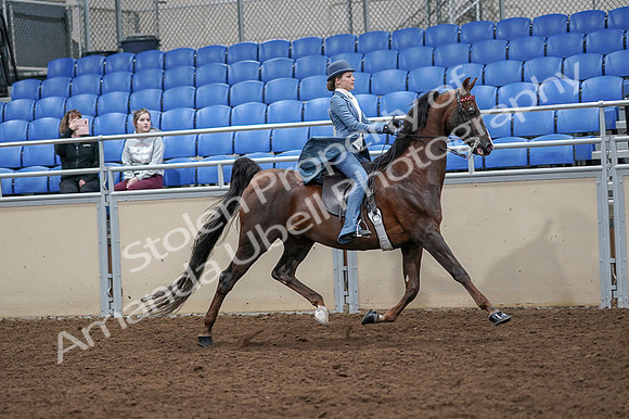 2020 - AB Morgan Horse - Fri, Sept 04 - 05194