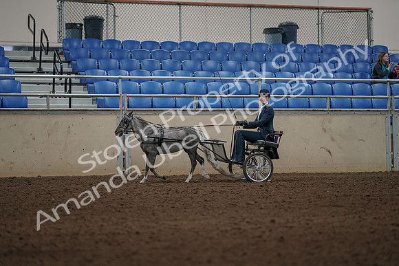 2019 Morgan Horse Show - Aug 31, 2019 - 04364