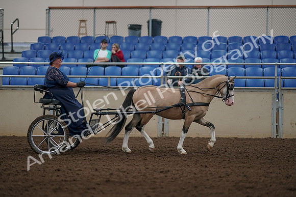 2019 Morgan Horse Show - Aug 31, 2019 - 04450