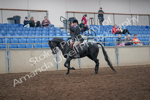 2019 Morgan Horse Show - Aug 31, 2019 - 14663