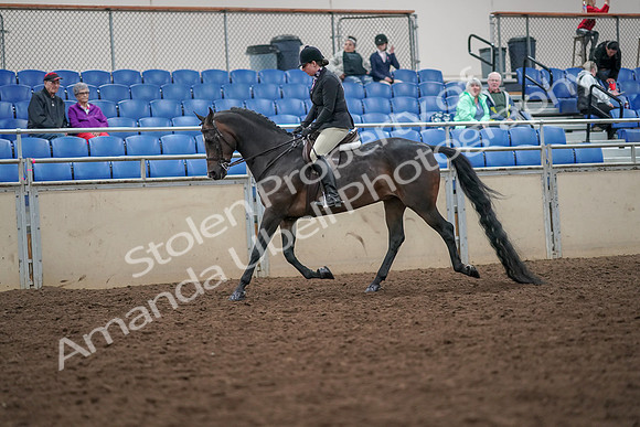 2019 Morgan Horse Show - Aug 30, 2019 - 19863
