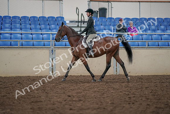 2019 Morgan Horse Show - Aug 30, 2019 - 20265