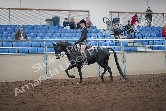 2019 Morgan Horse Show - Aug 31, 2019 - 14671