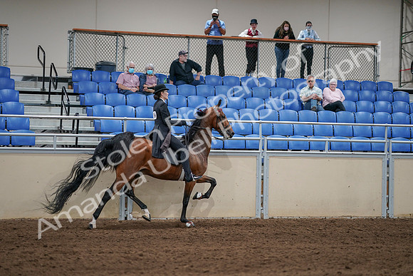2020 - AB Morgan Horse - Sat, Sept 05 - 06825
