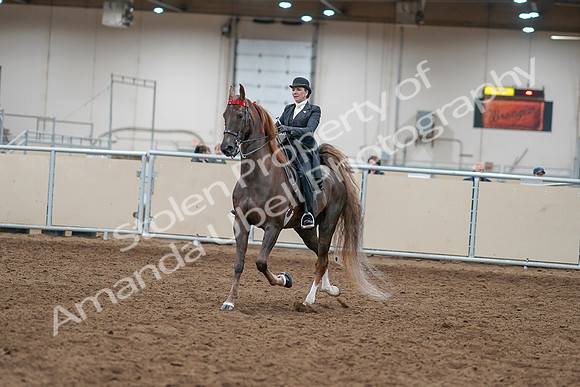 2020 - AB Morgan Horse - Sat, Sept 05 - 12928