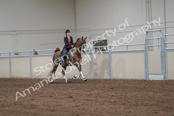 2020 - AB Morgan Horse - Fri, Sept 04 - 09843