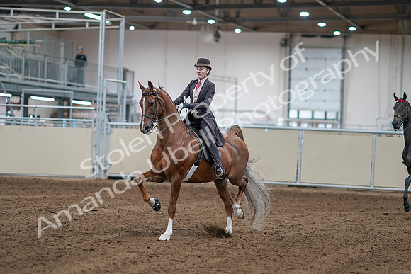 2020 - AB Morgan Horse - Sat, Sept 05 - 06136