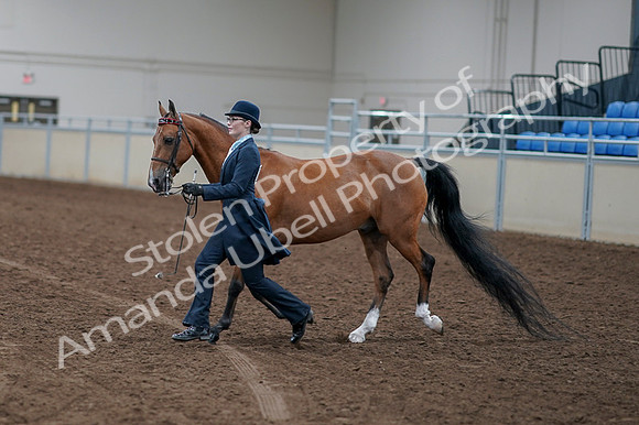 2020 - AB Morgan Horse - Fri, Sept 04 - 00949