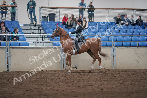 2019 Morgan Horse Show - Aug 31, 2019 - 20648