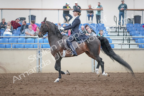 2019 Morgan Horse Show - Aug 31, 2019 - 20584