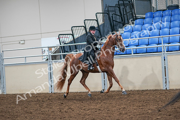 2020 - AB Morgan Horse - Sat, Sept 05 - 08246