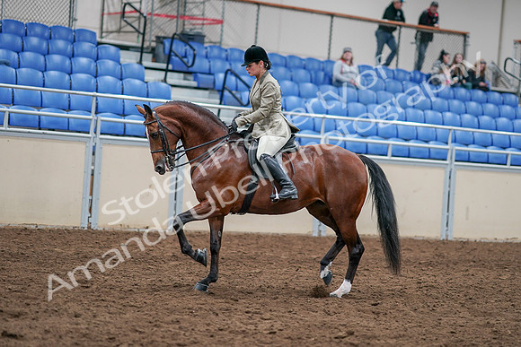 2020 - AB Morgan Horse - Sat, Sept 05 - 14366