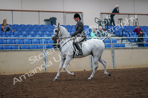 2019 Morgan Horse Show - Aug 30, 2019 - 17265