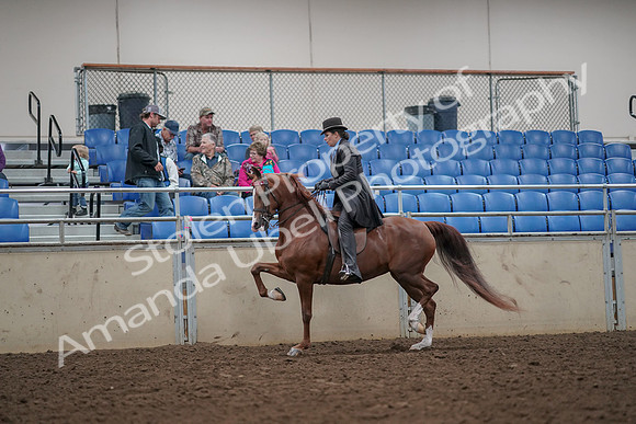 2019 Morgan Horse Show - Aug 30, 2019 - 26490