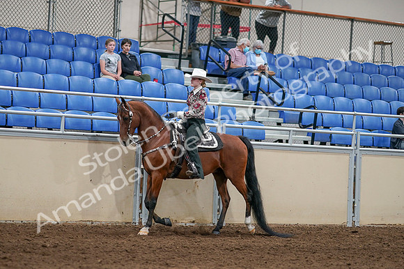 2020 - AB Morgan Horse - Fri, Sept 04 - 08305