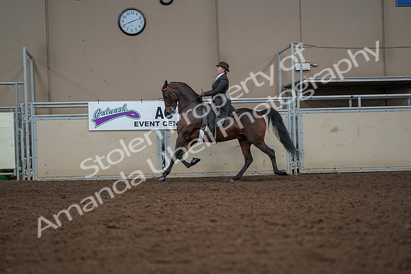 2019 Morgan Horse Show - Aug 30, 2019 - 27982