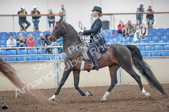 2019 Morgan Horse Show - Aug 31, 2019 - 20541