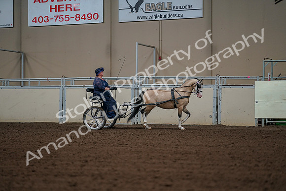 2019 Morgan Horse Show - Aug 30, 2019 - 13448