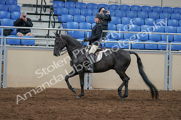 2020 - AB Morgan Horse - Sun, Sept 06 - 07788