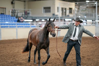 2020 - AB Morgan Horse - Sat, Sept 05 - 00726