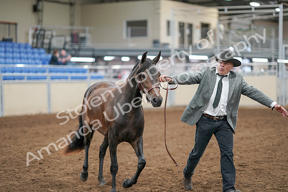 2020 - AB Morgan Horse - Sat, Sept 05 - 00726