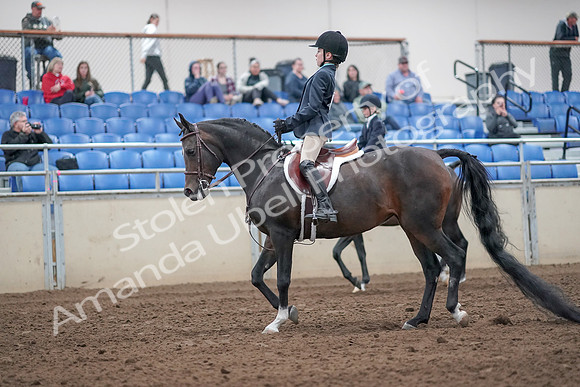 2019 Morgan Horse Show - Aug 31, 2019 - 19398