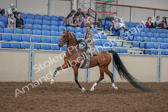 2020 - AB Morgan Horse - Fri, Sept 04 - 11374